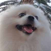 Ciko the Dog 🇦🇪🇹🇷 (@ekinbingol79) Twitter profile photo