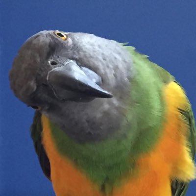 @TheAngryParrot1