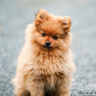 lindalina5351's profile picture. i am linda.i am a #doglover #cutepuppy #cutepuupy #dogsoftwitter #dogstyle #cutepuppies #cutedog #cutedogs #cutedoggy #cutedoggies #cutedogoftwitter #cutedogy