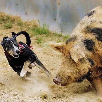 shazhupan's profile picture. Raising awareness for 殺豬盤, the pig-butchering scam, so that one day, there will be no new victims.
仍然自由自我永遠高唱我歌走遍千里。