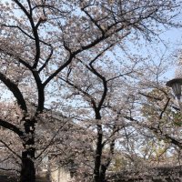 桜 (@vb68ispz8q4m6hf) 's Twitter Profile