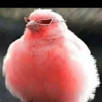 pollitoflamingo🥛📘/☠️🌹/⛩️🪷/🪖🎀/⭐/⚡🦡/🖍🐟 (@pollitoflamingo) 's Twitter Profile