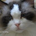 Deb Swenson - @desktop_diva - Twitter