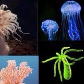 Biochemistry, Genetics, Cell and Molecular Biology; Plant Sciences-past; Mechanoelectrical transduction; Mechanosensory Biology of Cnidaria-current