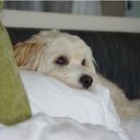 Nancy Pearce - @Nancy_Pearce - Twitter