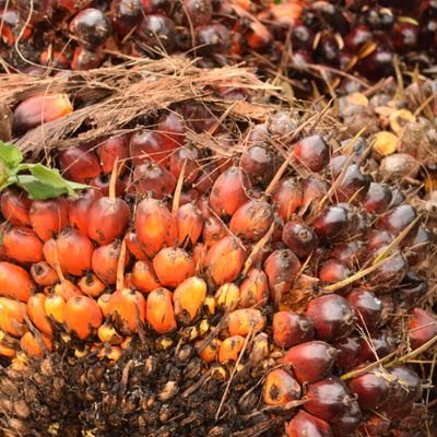 Official National Oil Palm Project account.
Sanctioned by @MAAIF_Uganda
Facebook: