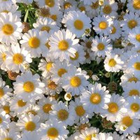 🌼وجدان عبدالله 🌼 (@mw25jojo) 's Twitter Profile Photo 🌼وجدان عبدالله 🌼 (@mw25jojo) 's Twitter Profile Photo