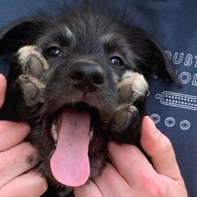 Just a pup and his bus people