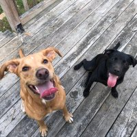 maple and eli the destroyer(@RileyDevilDog) 's Twitter Profile Photo