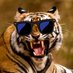 Irish Tiger Profile picture