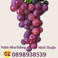 Yêu Cây Nho (@tunghant) 's Twitter Profile