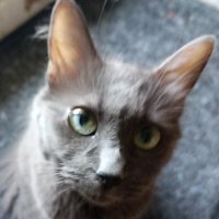 Bcuzzican (@bcuzzican) 's Twitter Profile