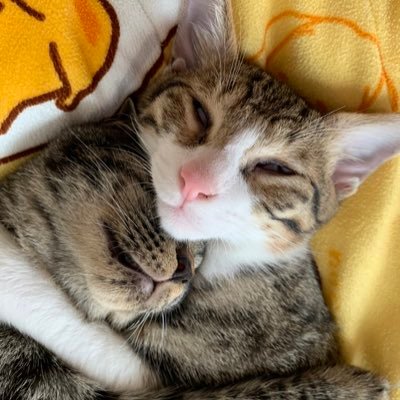 orengineko2020's profile picture. キジトラ コタロー（鼻白） ・ ゴエモン（鼻黒） 奈良県からお迎えした保護猫兄弟と暮らしています🐈‍⬛🐈無言フォローですみません🙏
