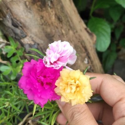 JharichC's profile picture. I'm a plant lover 🌿🌺, talking about plant and nature I love it  😊 😊 #naturelovers #Gardening