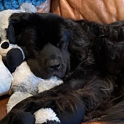 XenaMn's profile picture. SKOL!!. Anti-Fascist. Anti-racist.Pro-Democracy. Outdoorsy, Family, Cats, Newfies. LGBTQ. Gamer Girrl.