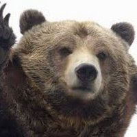 ItsYaBear (@itsyabear) 's Twitter Profile Photo