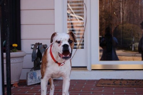 stevethedog919's profile picture. 