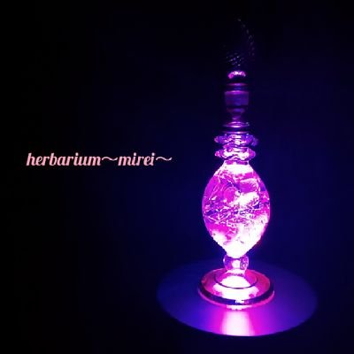 HerbariumMirei Profile Picture