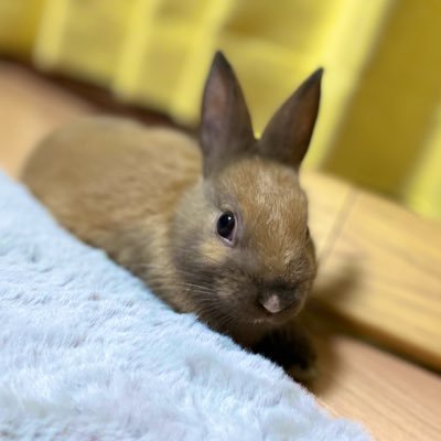 ミニウサギの男の子「ラテ」の日常をお届けするアカウントです✨  白のお鼻がチャームポイント🐰生まれて3ヶ月の我が家のアイドルをよろしくお願いします🐰🐰 #うさぎ #ウサギ #うさぎのいる生活 #うさぎ好きさんと繋がりたい #うさ友募集中