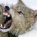 Maria Jose Tornero - @coquelapica - Twitter