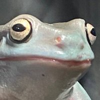 るるる (@pyonpyoko_frog) Twitter profile photo