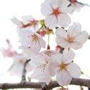 Lauren Amos - @lozzy4lillies - Twitter