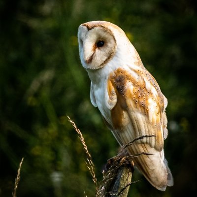 Happily Retired, living in beautiful Derbyshire, 3 kids 7 Grandkids & 2 Crazy Cocker Spaniels. Lifelong Derby County supporter. Aviation & Wildlife Photographer