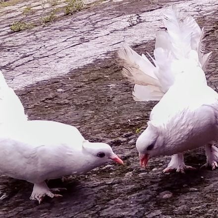 littlboy_'s profile picture. Freelancer