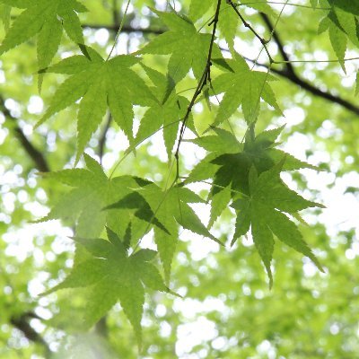Tree_Physiology JFS Profile