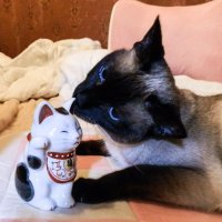 Momoko (@rinforzato) Twitter profile photo