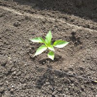 農民 (@bauer_b_u_b) Twitter profile photo