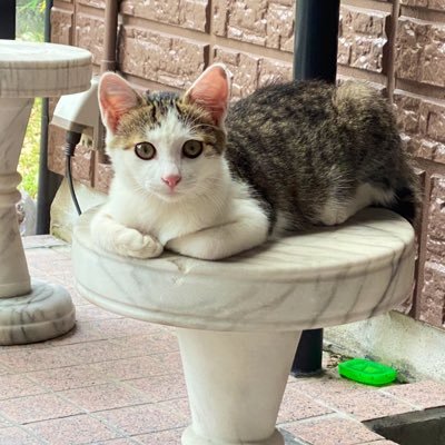 羽生選手&猫ちゃん大好きです。 Twitterは見るの専用であまり呟きませんがよろしくお願いします。 無言フォロー、RT失礼します🙏 前のアカウントは何故かいきなり凍結されました😭フォローして下さってた方ごめんなさい😔