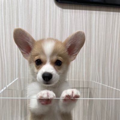 corgi_mochi0523's profile picture. 2021年5月23日生まれの男の子コーギー のもちと飼い主です。8月26日お迎え！！無言フォロー失礼します。皆さん仲良くして下さい！