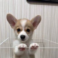 コーギーのもち (@corgi_mochi0523) 's Twitter Profile