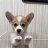 corgi_mochi0523's profile picture. 2021年5月23日生まれの男の子コーギー のもちと飼い主です。8月26日お迎え！！無言フォロー失礼します。皆さん仲良くして下さい！
