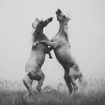 Bahadr060606's profile picture. 