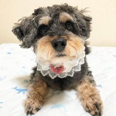 Miniature Schnauzer × Toy Poodle のMIX犬 2018.08.01 生まれの女の子 大阪在住👩‍🦰👱‍♂️👶🐶 無言フォロー失礼します🐾