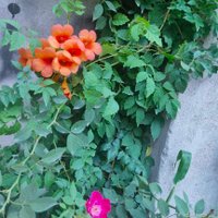 علی (@hizb34) 's Twitter Profile