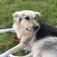 MischkatheRommieRescue (@mischkathe) 's Twitter Profile
