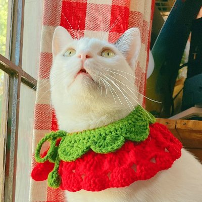 Kiki0kitty's profile picture. THEY/THEM 🏳️‍⚧️|| 21 || 🧠️ autistic non binary goblin|| pro SW || BLM ||  💖 DISABILITY RIGHTS AND TRANS LIVES MATTER BITCH ♡✧( •⌄• )✨️ || Not spoiler free ♋️