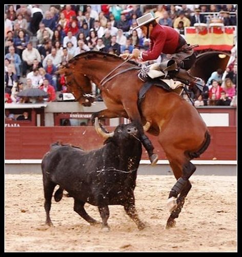 Triumph des willens
