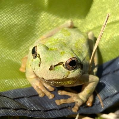 amatotsuji's profile picture. ruby/Typescript/Kotlin/Swiftを書いたりと領域問わずエンジニアリングします。
休みはキャンプしたり秘湯を目指したり、たまにつまらないもの作ったり