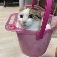 なっち (@ioeeile) 's Twitter Profile