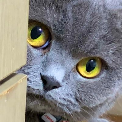 ソレーナ・ホントコーレさんのプロフィール画像