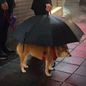 Shitpost y gilipolleces. Viaje antes que destino. Más rojo que un semáforo encabronado. Català a contracor.