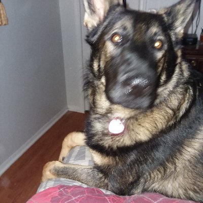 gayruss's profile picture. christian wife mom memaw Jesus is the one true God love America and very proud to be an American i stand behind Israel