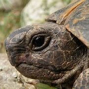 _Ykomi_'s profile picture. Top 500 flexsupp