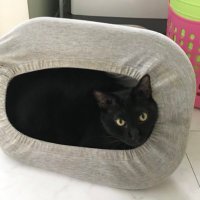 ねこ (@kuroneko1234501) 's Twitter Profile