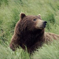 Alana Witten (@brownbearsec) 's Twitter Profile Photo Alana Witten (@brownbearsec) 's Twitter Profile Photo