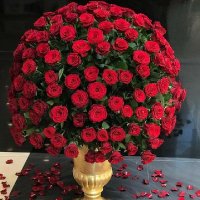 Hasan Bereket (@hasanbe71764538) 's Twitter Profile